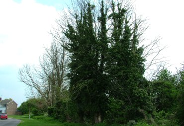 Mashbarn Lane Elm trees 